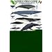 Marine Mammals: Baja California - Sea of Cortez - Pacific Coast (Mexico Field Guides)