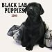 Black Labrador Retriever Puppies 2005 Wall Calendar