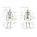 Skeleton: Bones, Joints And Ligaments Chart