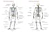 Skeleton: Bones, Joints and Ligaments Chart