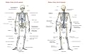 Skeleton: Bones, Joints And Ligaments Chart