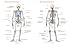 Skeleton: Bones, Joints And Ligaments Chart