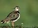 Lapwing, Adult on Grassy Hummock Scotland, UK Photographic Poster Print by Mark Hambl...