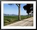 Parasol Prines and Cypress Trees, Grosseto Province, Tuscany, Italy Scenic Framed Art Poster Print by Bruno Morandi, 39x31