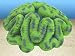 Nature's Image Artificial Corals: Open Brain Green