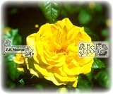 Puerta del Sol / Kletterrose