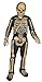 Fun World Realistic Skelebones Costume, Medium 8 - 10, Multicolor