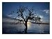 A View at Dawn of a Silhouetted Tree in the Coongie Lakes Wetlands Photographic Poster Print by Jason Edwards, 24x18