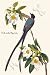 Art Poster, Fork-Tailed Flycatcher - 18.75 x 27.5