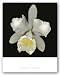 Cattleya by Harold Feinstein 11