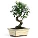 Miniature Chinese Elm Bonsai Tree - Frontgate Miniature Chinese Elm Bonsai Tree - Frontgate