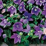 Balloon Flower Seeds - Balloon Flower Astra Blue