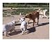 3 Way Tug Animals Photographic Poster Print by Patricia Marcy, 10x8