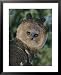 Captive Harpy Eagle National Geographic Collection Framed Art Poster Print by Roy Toft, 25x31