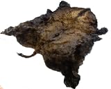 Buffalo Hide - Eye-catching Colors