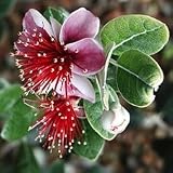 Eigenschaften tropical.garden  / Ananasguave - Feijoa sellowiana 10K