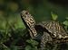 An Ornate Box Turtle Surveys the Surrounding Landscape Photographic Poster Print, 18x24
