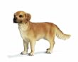 Schleich 16335  - Bauernhof, Golden Retriever