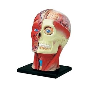 Visible 4D Human Head Anatomy Kit (4-1 2) by 