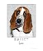 Basset Love