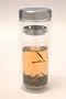 Glass Tea Cup Thermos - 12 ounce