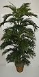6' Areca Palm Tree-**SPECIAL $88.76**