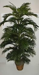 6' Areca Palm Tree-**SPECIAL $88.76**
