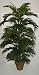 6' Areca Palm Tree-**SPECIAL $88.76**