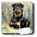 Dogs Rottweiler - Rottweiler - Mouse Pads
