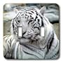 Tigers - White Tiger - Light Switch Covers - double toggle switch