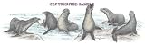 Sea Lions - Drawing by Cindy Farmer