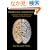 Theoretical Neuroscience: Computational and Mathematical Modeling of Neural Systems