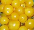 gelbe Cherry-Tomate aus der Schweiz - gelbe von Thun - gut f�r Balkon / Terrasse - 10 Samen