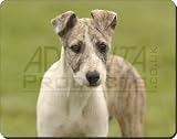 \"WHIPPET