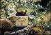 Olive Tapenade Image