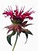 Bee Balm Flower Photographic Poster Print, 42x56