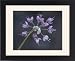 Framed Prints of Nodding onion (Allium cernuum), Glacier National Park, Montana, United States from Robert Harding