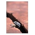 Chuckwalla Lizard, Grand Canyon National Park, AZ Animals Photographic Poster Print by Wiley & Wales, 18x24