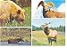 Animals Of The Mountains Of Western Canada Postcard