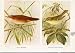 SAVLS WARBLER YELLOW BROWED ANTIQUE PRINT FINE ART 1921