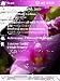 Themes-Orchids Image