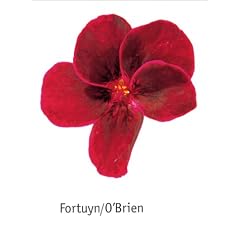 Fortuyn/O'Brien