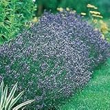 Lavender Seeds - Lavender Hidcote Blue