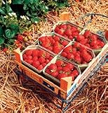 Strawberry Sarian 50 Seeds Per Packet