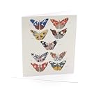 V&A Butterflies Single Greeting Card