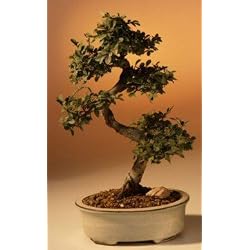 Bonsai Boy's Chinese Elm Bonsai Tree<br>Large<br><i>(Ulmus Parvifolia)</i>