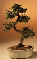 Chinese Elm Bonsai Tree - Medium