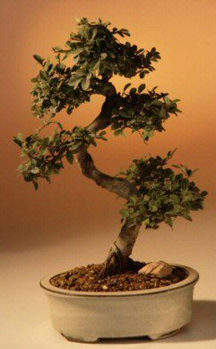 Chinese Elm Bonsai Tree - Medium