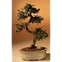 Chinese Elm Bonsai Tree - Medium