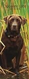 Labrador Retrievers, Chocolate 2009 Slimline Calendar